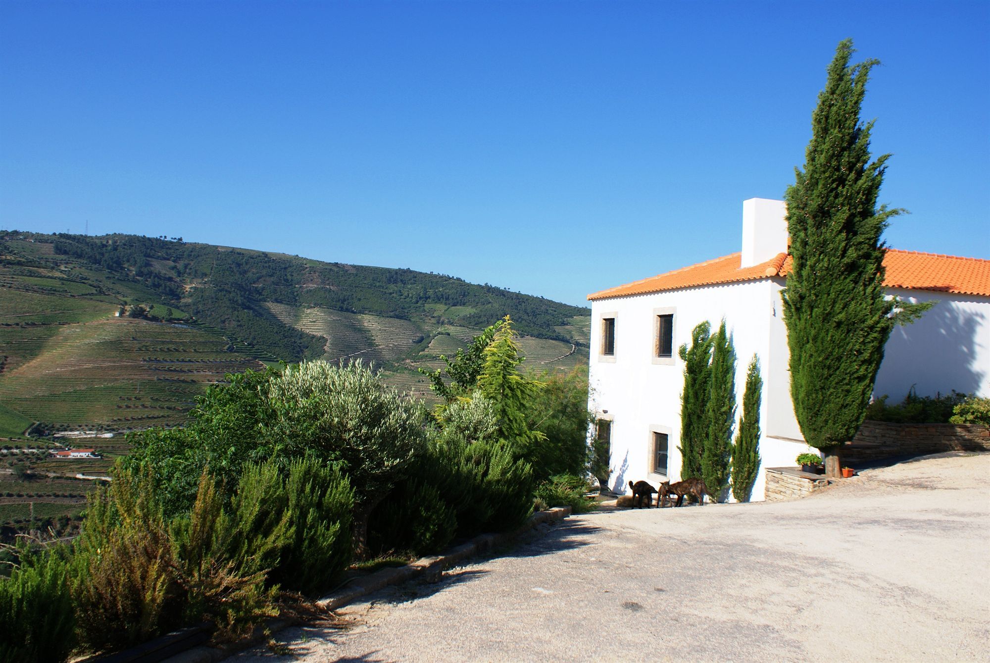 Quinta Da Veiga Bed & Breakfast Covas do Douro Exterior photo